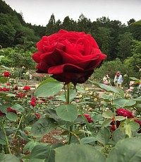 薔薇