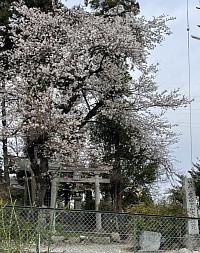 愛宕山大権現桜