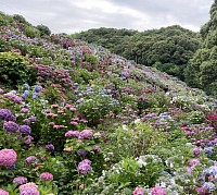 紫陽花