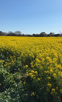 菜の花畑